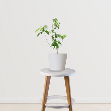 Litchi tree sapling for planting